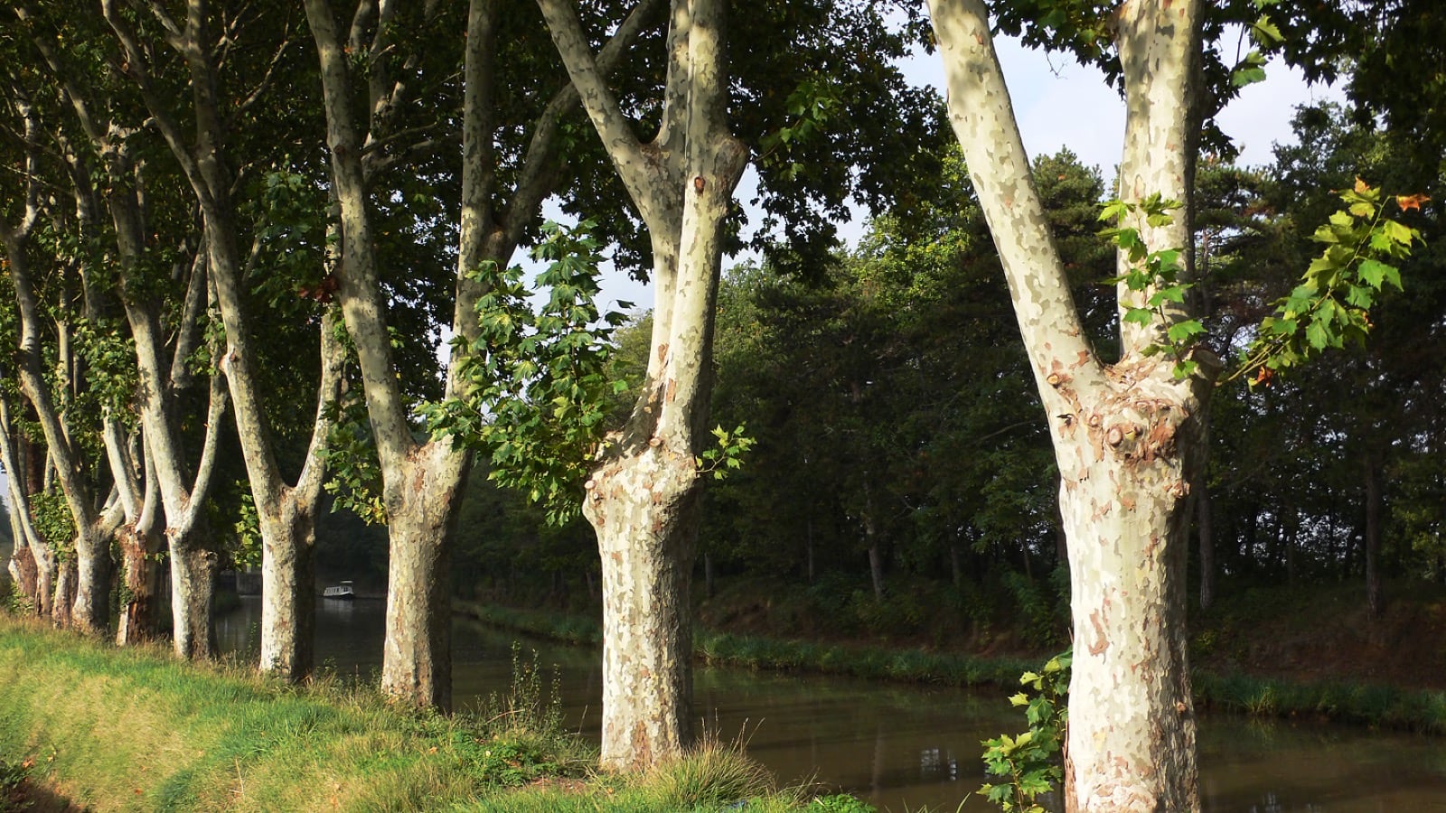 Alignement de platanes le long du canal du Midi, écorce tachetée caractéristique, une péniche entre les troncs