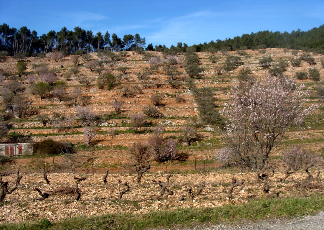 Restanques cultivées en gradins, amandiers et vignes, à Auriol