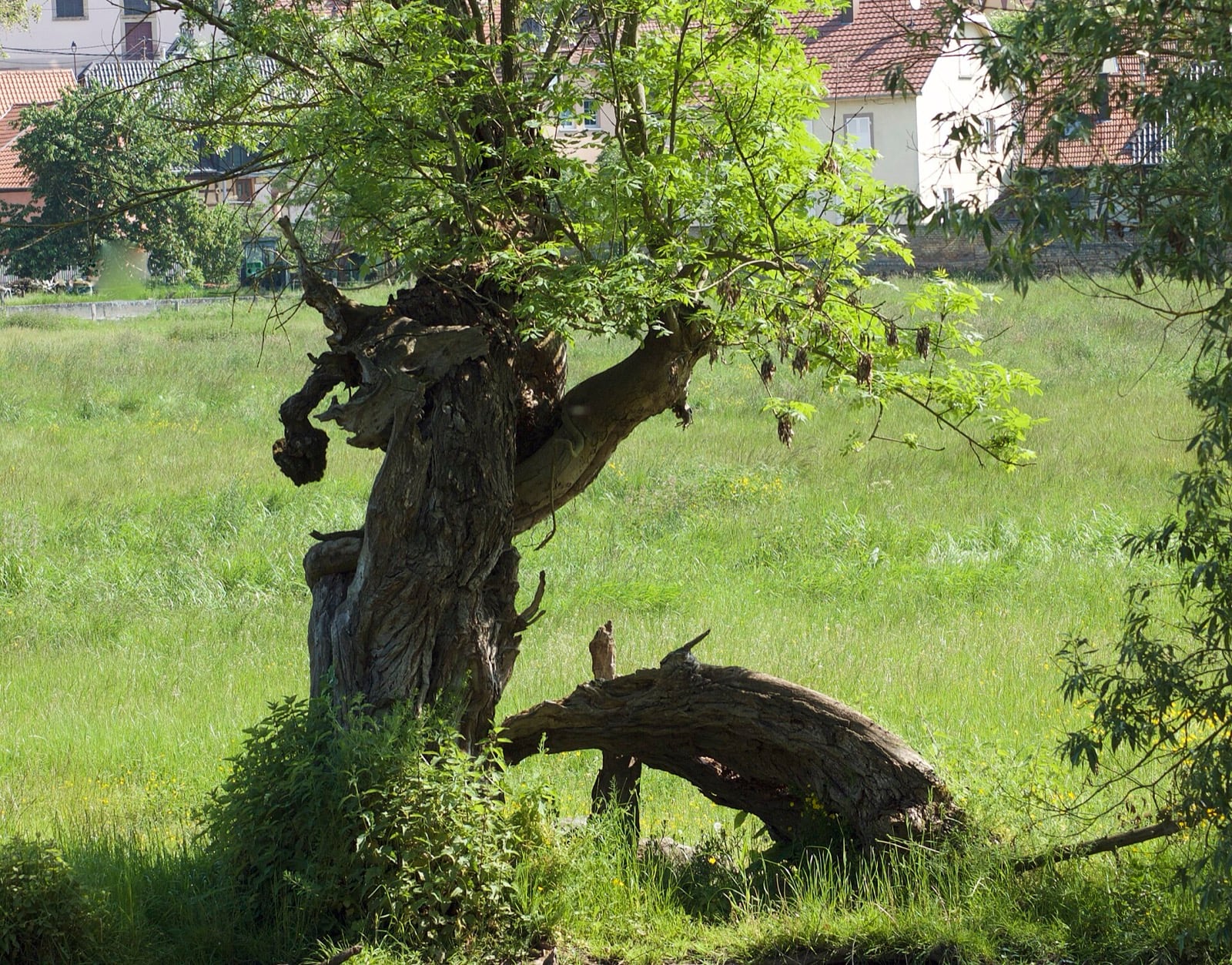 Saule têtard au tronc noueux, coiffé de ses repousses, dans une prairie