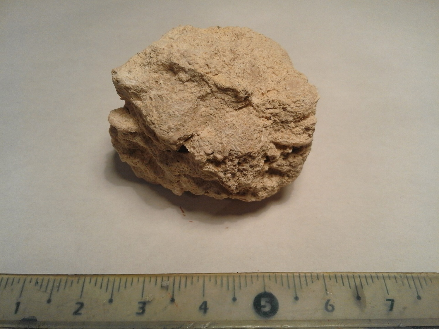 Bloc de calcaire coquillier montrant des fossiles de nummulites