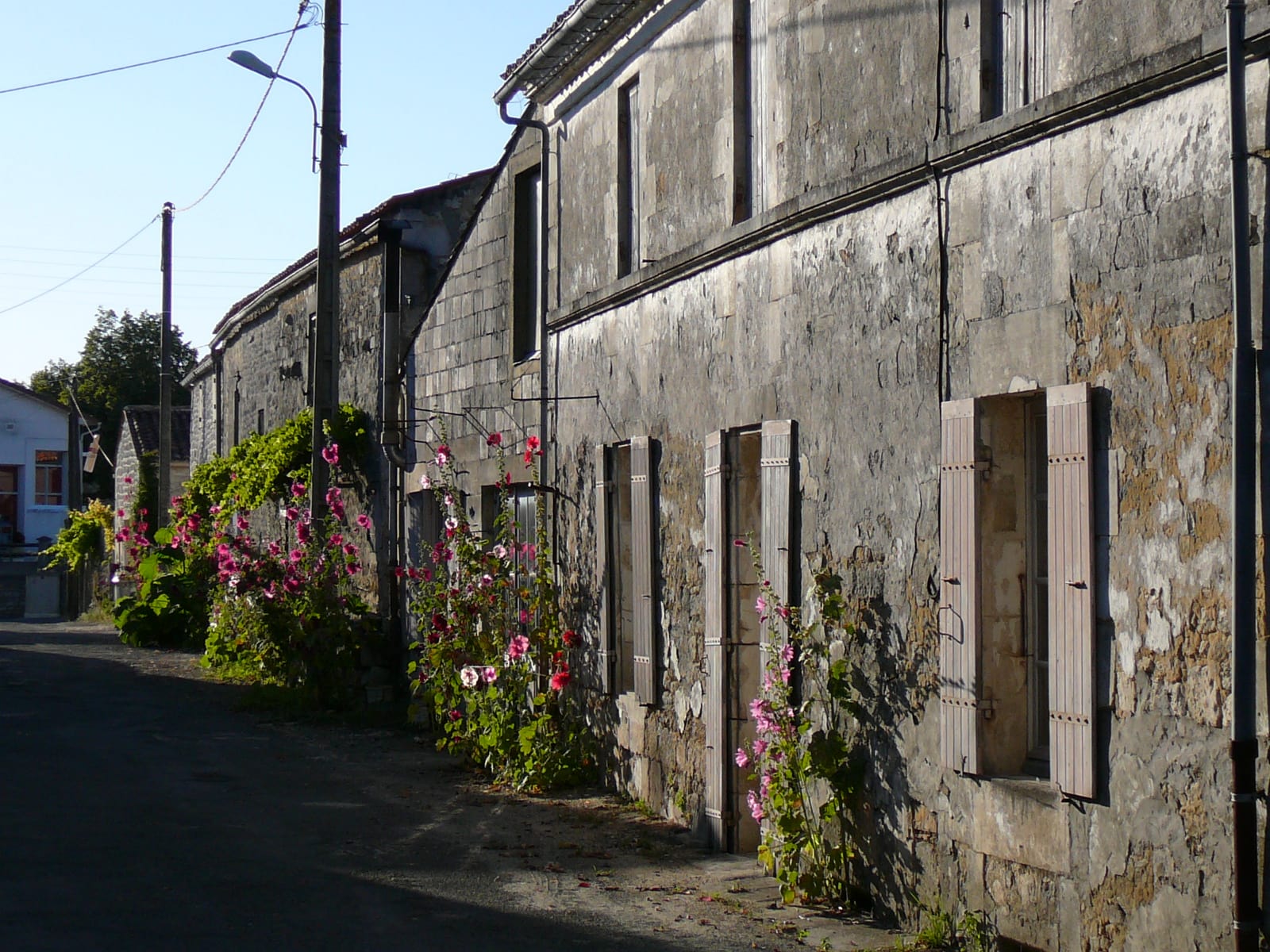 Rue de maisons charentaises en pierre claire à volets, avec roses trémières, à Champagne