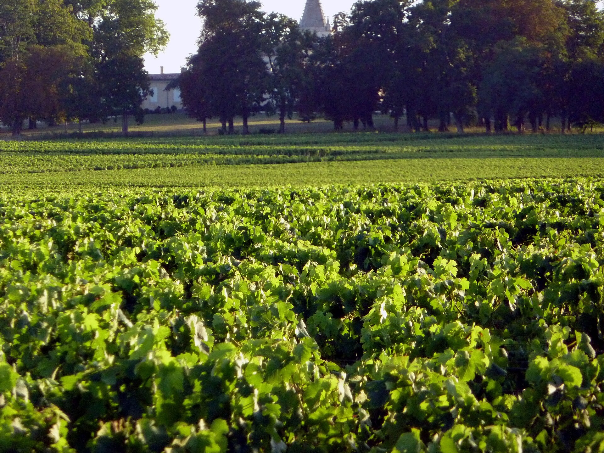 Rangs de vigne du Médoc devant une demeure entourée d’arbres