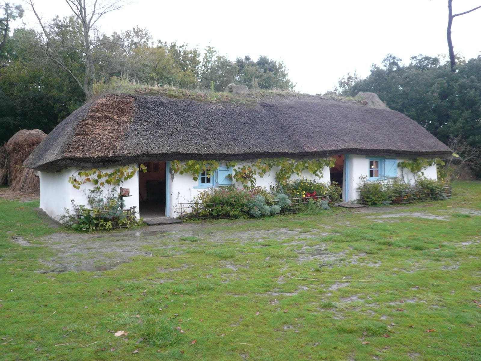 Bourrine maraîchine basse aux murs blanchis et volets bleus, toit de roseau planté d’herbe au faîtage, en Vendée