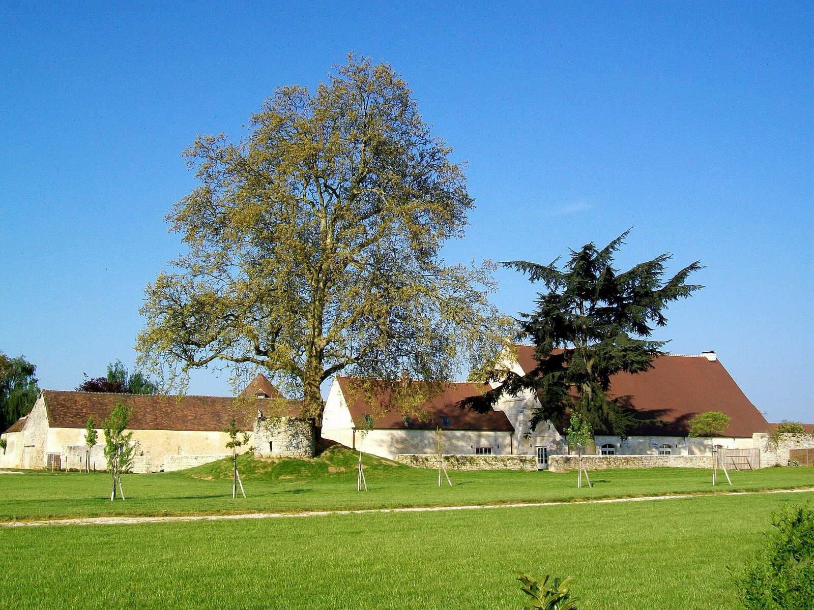 Grand ensemble de bâtiments agricoles en pierre claire à toits de tuiles, alignés derrière un mur bas dans une prairie ; à gauche une longue grange, un cèdre et un grand arbre au premier plan.