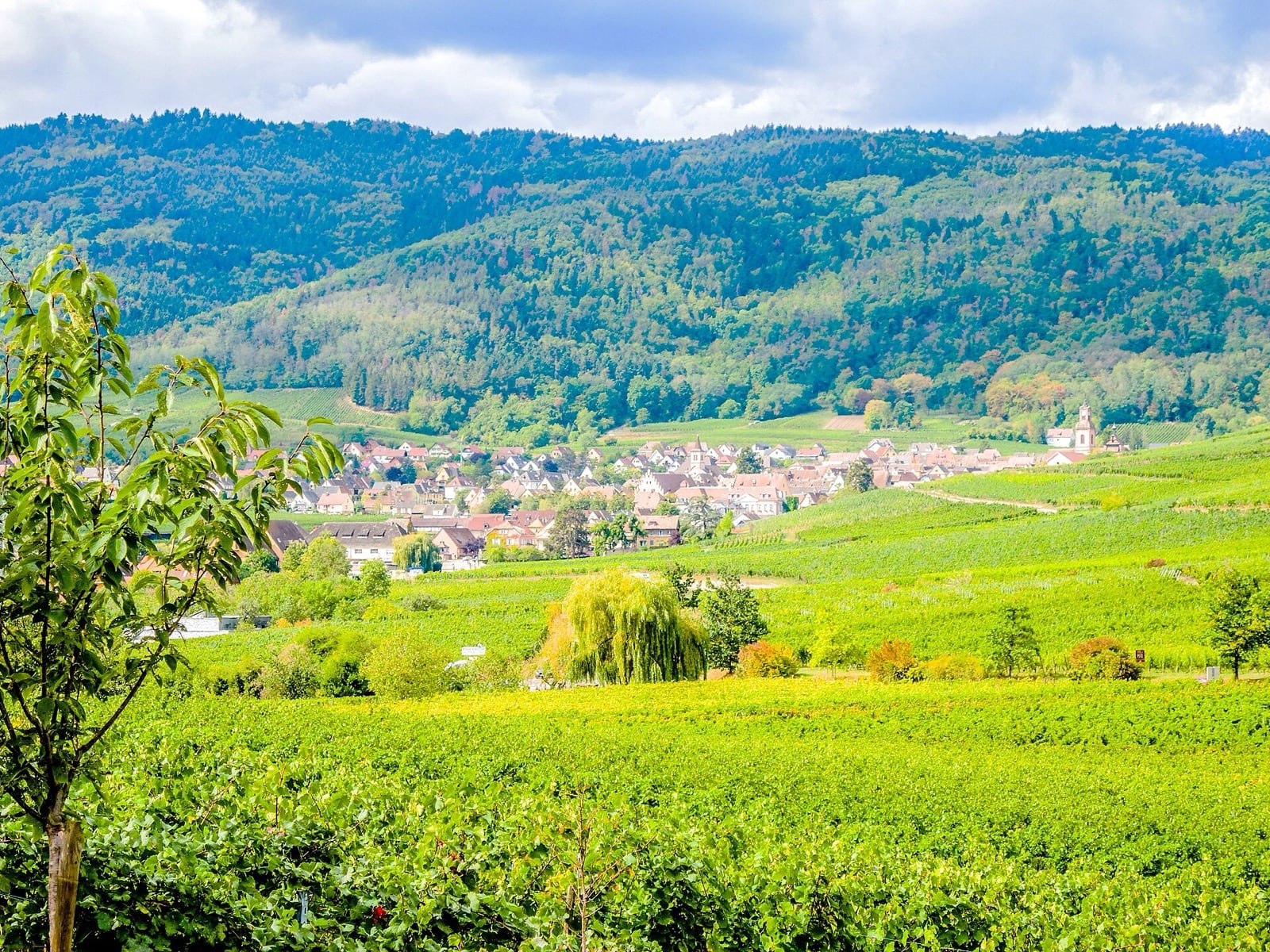 Hunawihr vu de Zellenberg : le village niché entre des coteaux entièrement plantés de vigne, collines boisées au fond