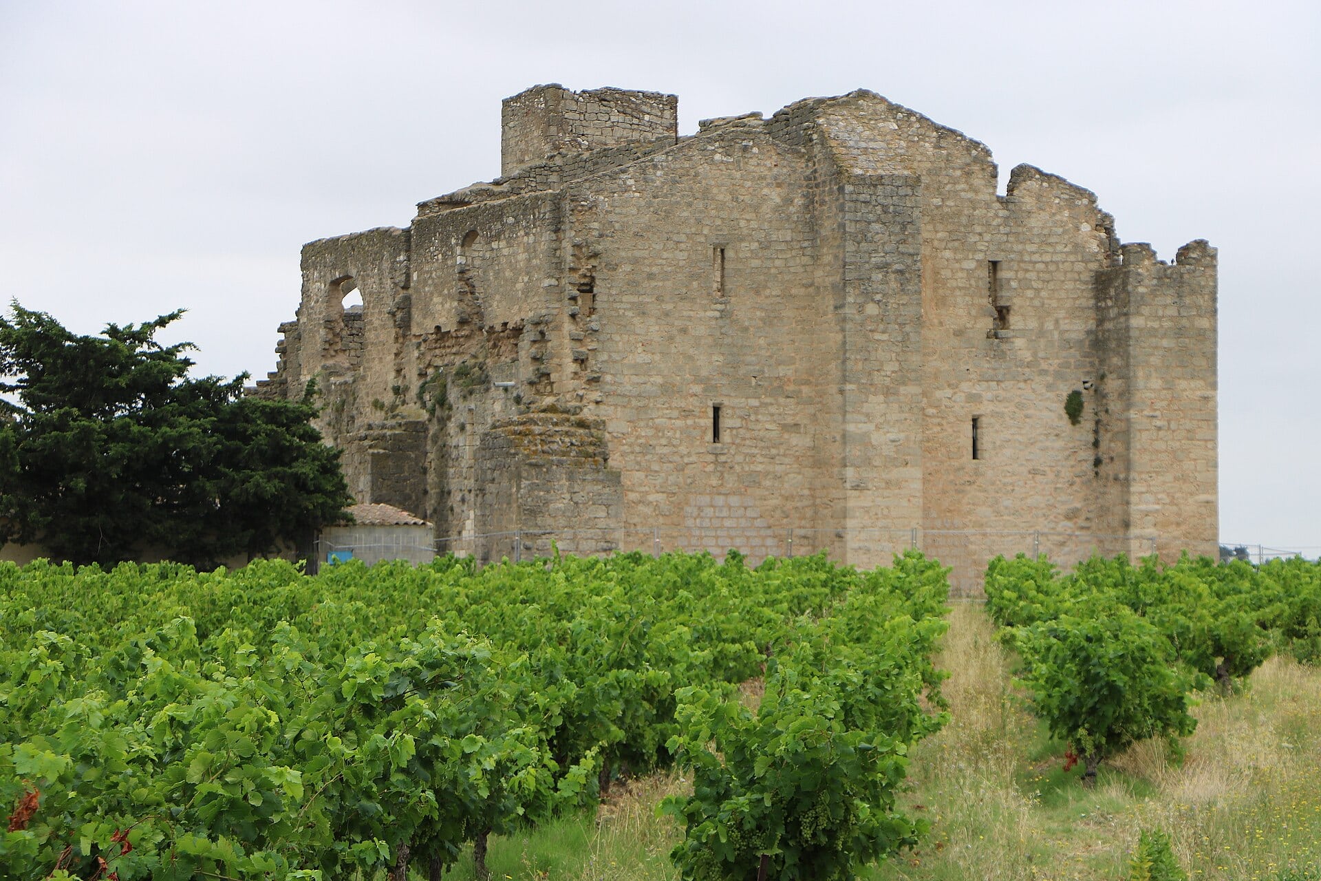 Ruine imposante d’un bâtiment médiéval en pierre, aux murs percés de hautes baies et flanqué d’une tour, se dressant au milieu d’un vignoble.