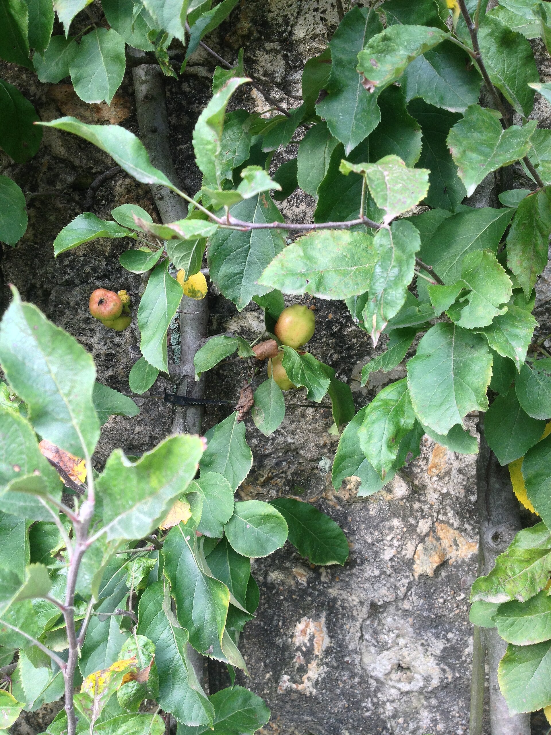 Gros plan d’un pommier palissé en espalier contre un mur de pierre du Potager du Roi à Versailles : branches conduites à plat le long de la muraille, petites pommes mûrissant au ras de la pierre.