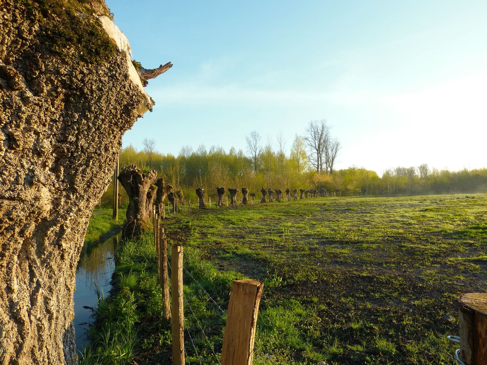 Alignement de frênes têtards aux troncs noueux le long d'une rigole du Marais poitevin, dans une prairie humide au soleil rasant