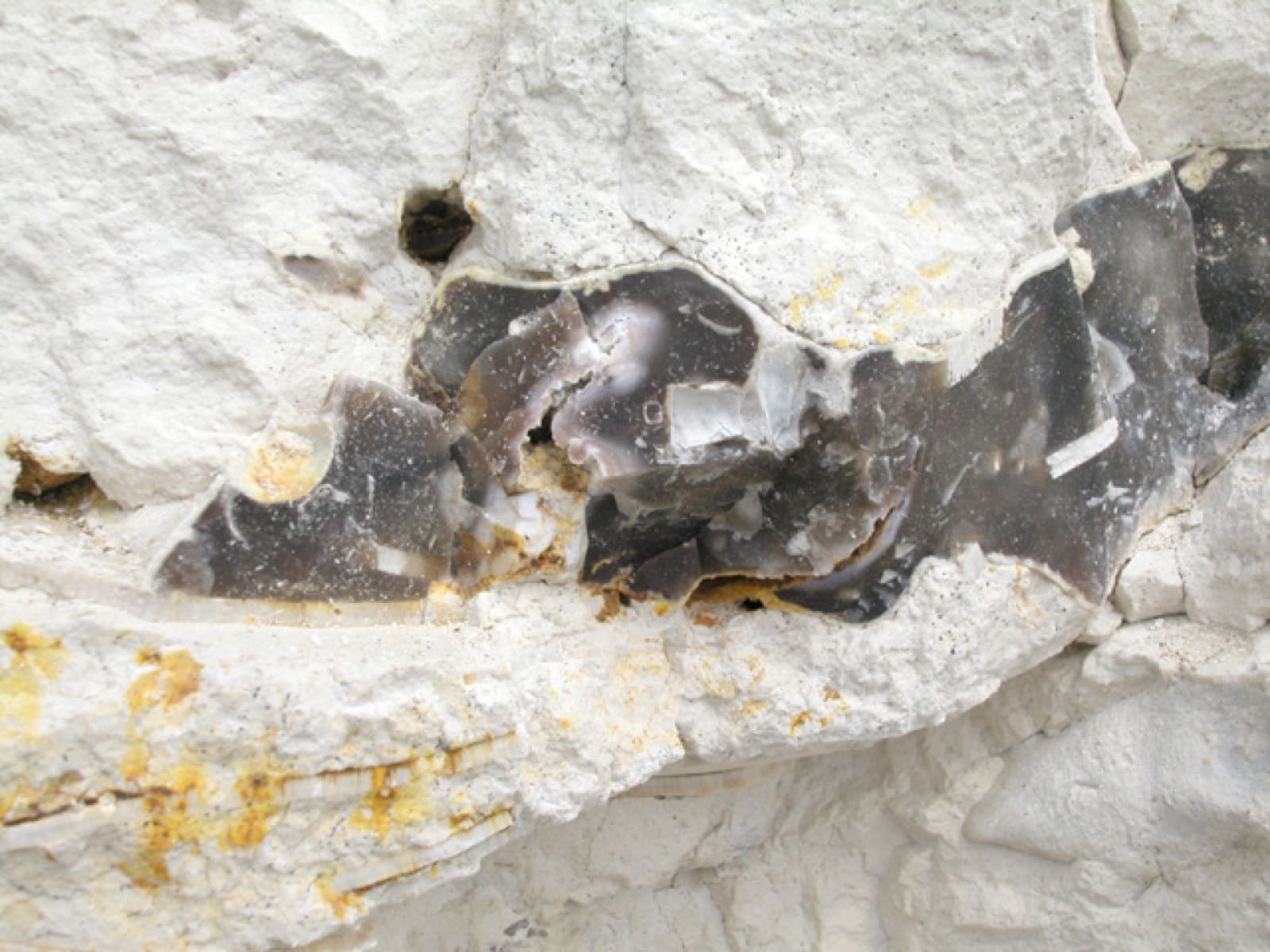 Rognons de silex gris-noir enchâssés dans la craie blanche d’une falaise