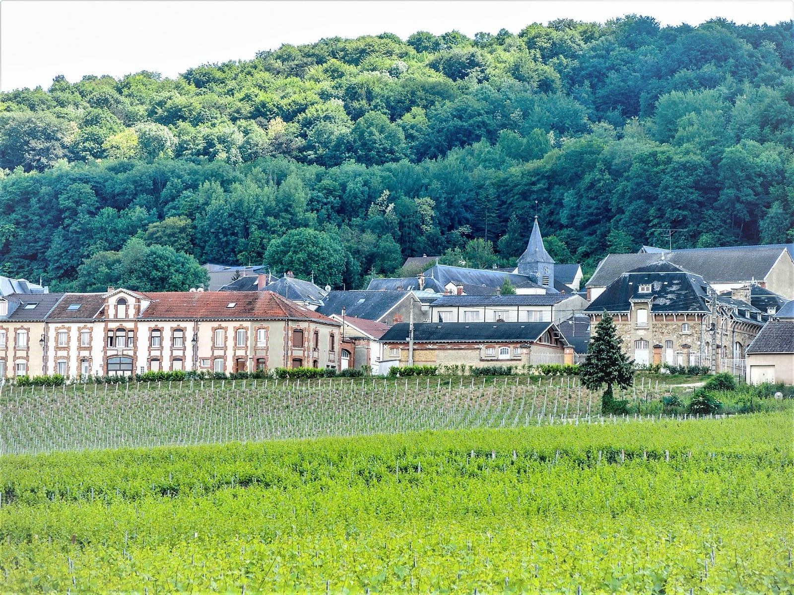 Maisons de Champagne aux volets bruns et façades de pierre de taille, adossées au coteau boisé de Verzenay